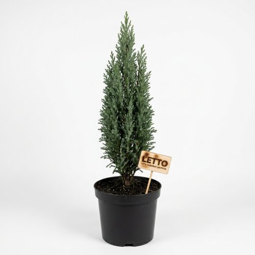 Кипарис аризонский с10 70/90 Cupressus arizonica Fastigiata (И)