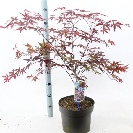 Клен дланевидный Бладгуд Acer palmatum Bloodgood 10л (Н)