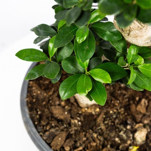 Фикус гинсенг S-образный Ficus ginseng S-type 90/32 (Н)