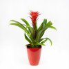 Гузмания Хоуп в керамике Guzmania Hope in ceramic 45/14