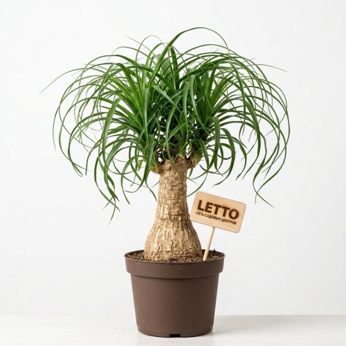 Бокарнея Браунчид Beaucarnea Branched 55/19 (Н)