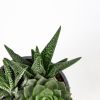 Суккулент ТРИО микс Succulenten trio mix р12