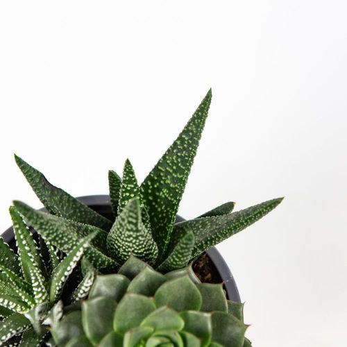 Суккулент ТРИО микс Succulenten trio mix р12