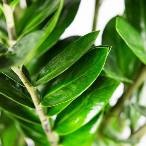 Замиокулькас замиелистный Zamioculcas zamiifolia 100/24
