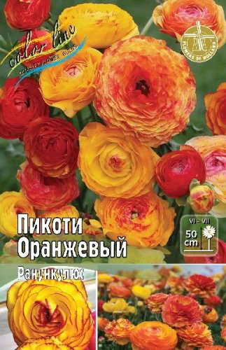 Ранункулюс Пикоти Оранжевый Ranunculus Picotee Orange 5/6 10шт, капер, Колорлайн