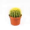 Эхинокактус Грузона Echinocactus grusonii 22/15
