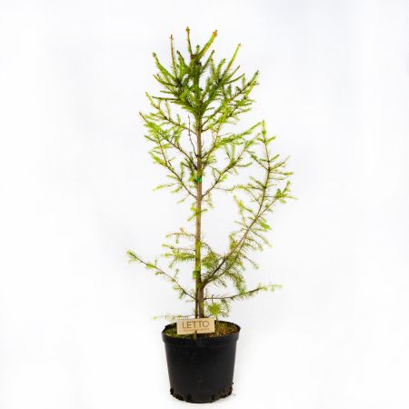 Ель обыкновенная Picea abies 5л (Т)