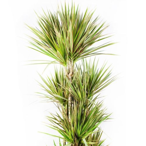 Драцена Биколор карусель Dracaena Bicolor 120-carrousel 190/34 (Н)