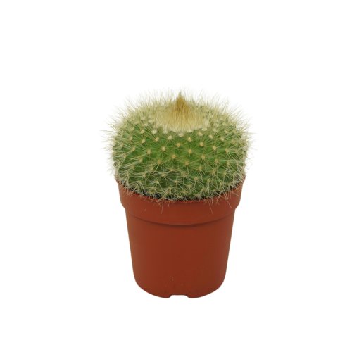 Кактус Пародия Cactus Parodia10/7 (Н)