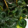 Цикламен персидский микс Cyclamen persicum mix р15