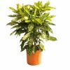 Аукуба японская Aucuba Jap Variegata 35/19 (Н) — саженцы купить в ...