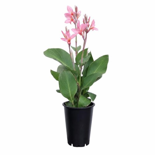 Канна болотная Canna glauca розовая 1,5л
