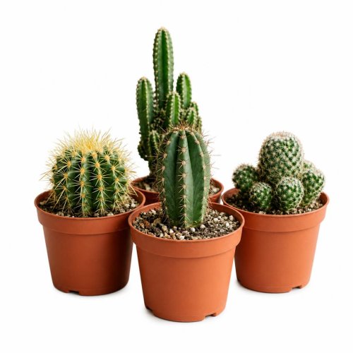 Кактус канарский микс Cactus canarias mix 35/17 (Н)