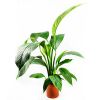 Спатифиллум Сенсация Spathiphyllum Sensation 135/24 (Н)