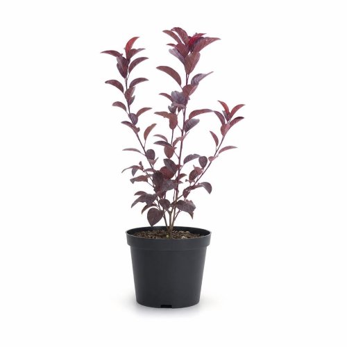 Слива растопыренная Нигра Prunus cerasifera Nigra с3