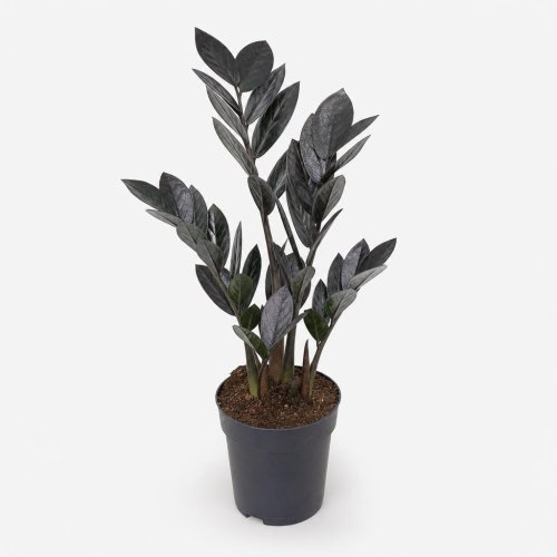 Замиокулькас черный Zamioculcas Black d21см