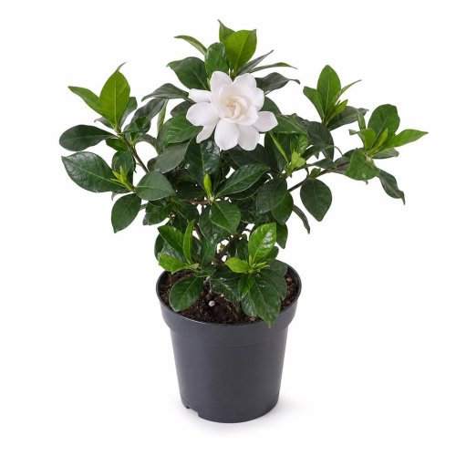 Гардения жасминовидная Gardenia jasminoides с1,5