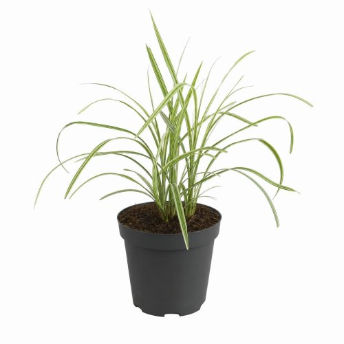 Рассада Мискантус китайский Little Zebra р9