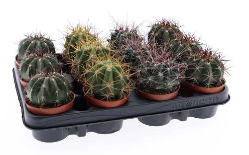 Ферокактус микс Ferocactus mix 12/8,5 (Н)