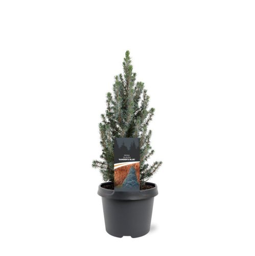 Ель сизая Picea Glauca Sanders Blue 40/19 (Н)