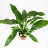 Спатифиллум Даймонд Spathiphyllum Diamond 40/12