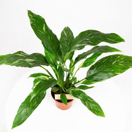 Спатифиллум Даймонд Spathiphyllum Diamond 40/12