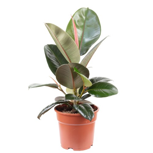 Фикус микс Ficus mix d15см