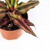 Криптантус микс Cryptanthus mix 10/9 (Н)