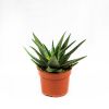 Гастерия микс Gasteria mix 10/8,5 (Н)