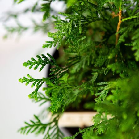Туя западная Brabant с10 70/80