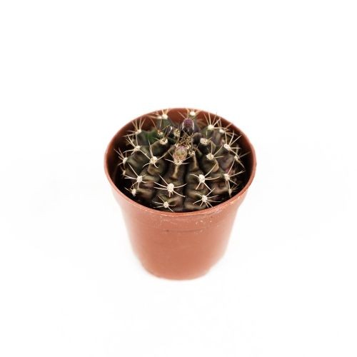 Гимнокалициум микс Gymnocalycium mix 15/5,5 (Н)
