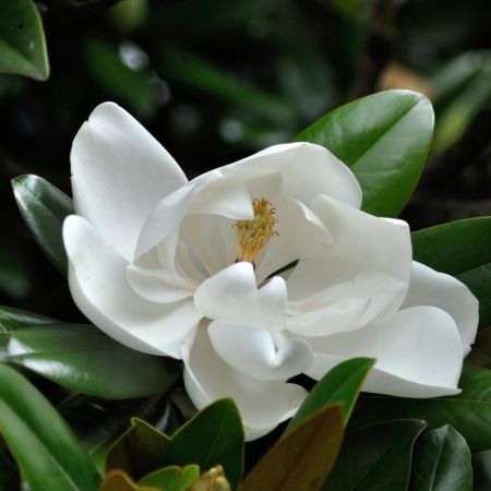 Магнолия крупноцветковая Альта 80/100 Magnolia grandiflora Alta 10л (Н)