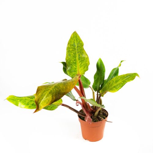 Филодендрон Philodendron Orange Marmelade 30/17 (Н)