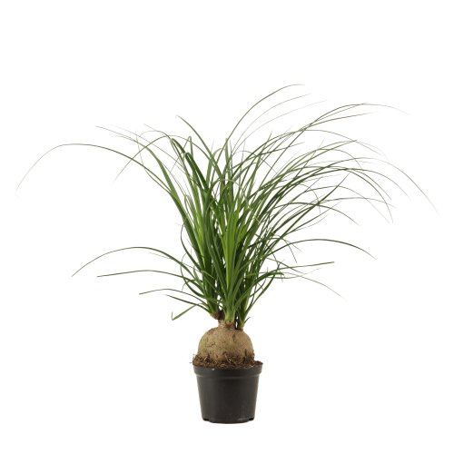 Бокарнея шар Beaucarnea boll 30/12