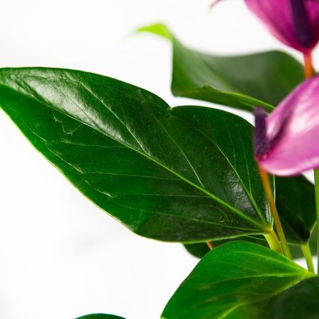 Антуриум Зизу Anthurium Zizou 6+ 40/12 (Н)