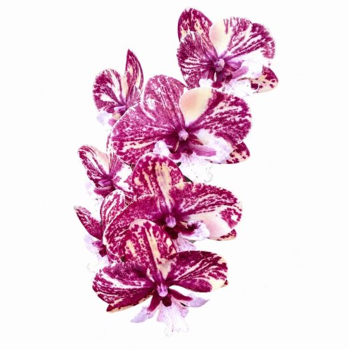 Фаленопсис Phalaenopsis PF 0121 (И62)