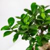 Фикус гинсенг Ficus ginseng 45/19 (Н)