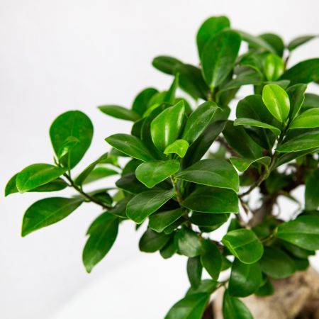 Фикус гинсенг Ficus ginseng 45/19 (Н)