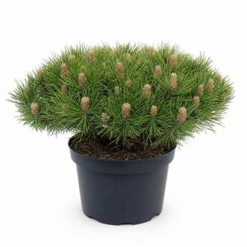 Сосна обыкновенная Чаша с50 100/150 Pinus sylvestris Watereri (Nana) (И)