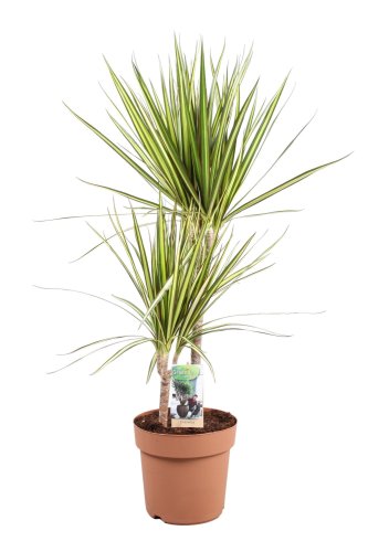 Драцена Санрей Dracaena Sunray 45-15 90/21 (Н)