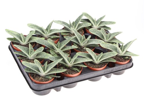 Гастерия Литл Варти Gasteria Little Warty 12/8,5 (Н)
