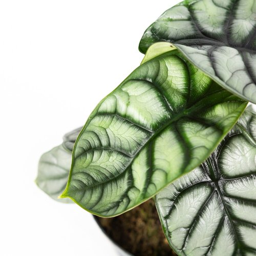 Алоказия Alocasia Nebula Silver Compacta 25/14 (Н)