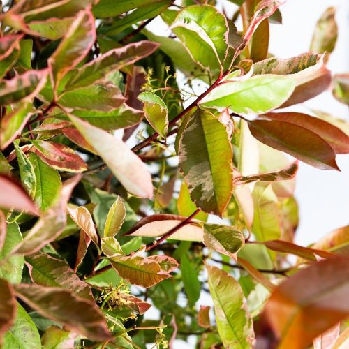 Фотиния Фразера ШАР 80/100 с45 80/100 Photinia Fraseri Pink Marble  PALLA (И)