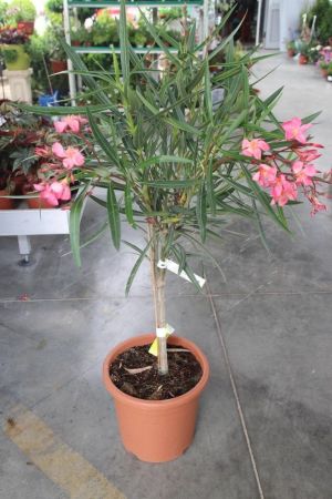 Олеандр обыкновенный полуштамб в ассортименте Nerium oleander in varieta 6л/8л (И)