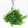 Эсхинантус микс Aeschynanthus mix 30/15