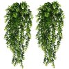 Эсхинантус Яфролепис Aeschynanthus Japhrolepis 50/17
