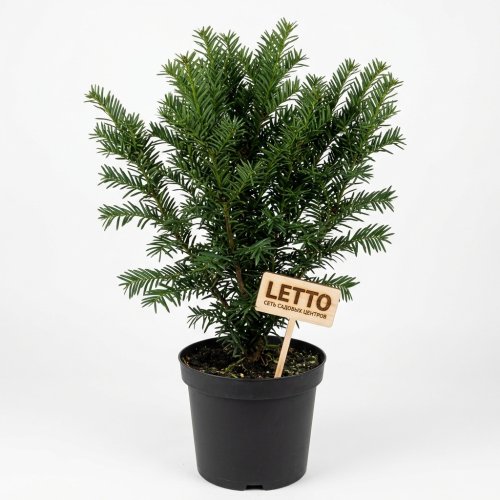 Тис ягодный Taxus baccata Elegantissima с5 60/70