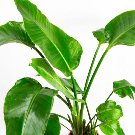 Стрелиция Николая Strelitzia nicolai 120/21