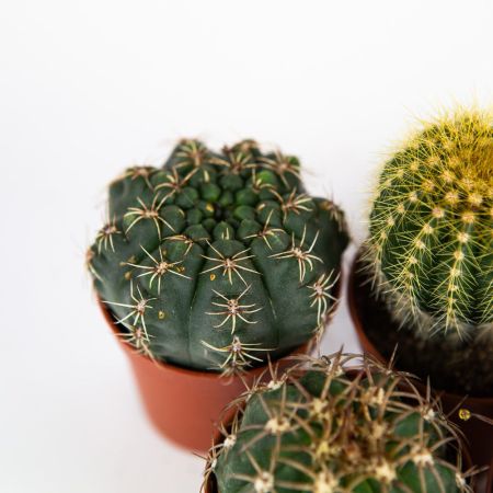 Кактус шар микс Cactus boll mix 8/5,5 (Н)