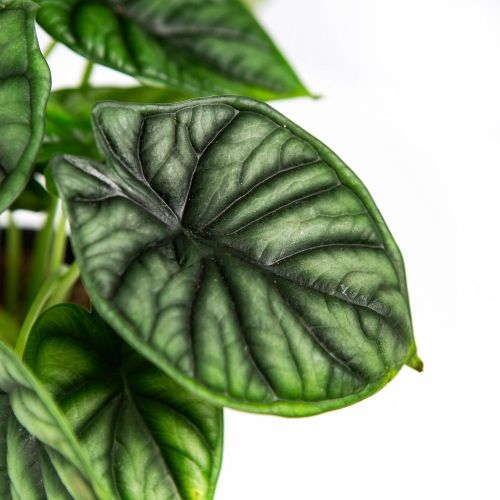 Алоказия Драгон Скейл Alocasia Dragon Scale 25/12 (Н)